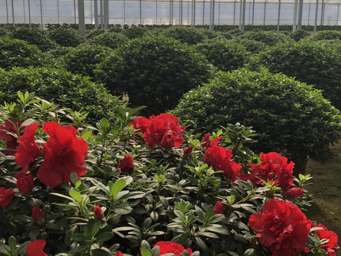 花香铺就致富路——漳平永福镇十里花街花木合作社助力脱贫振兴纪实