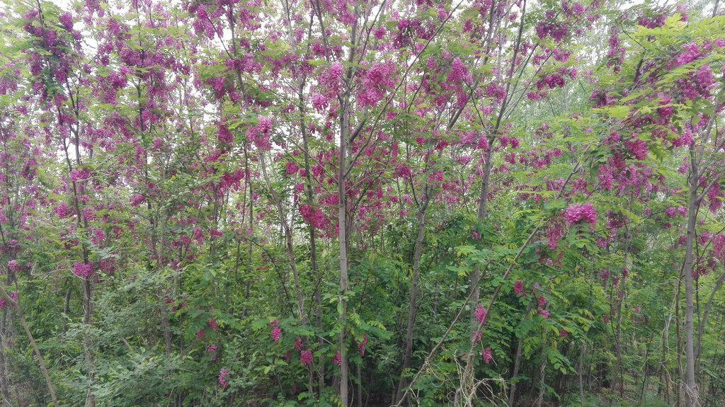 香花槐 紫花满枝的速生美景，泰安伟华苗圃源头直供