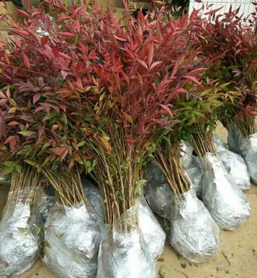 南天竹批发指南 江苏宿迁沭阳县南天竹树苗花卉种植销售全解析