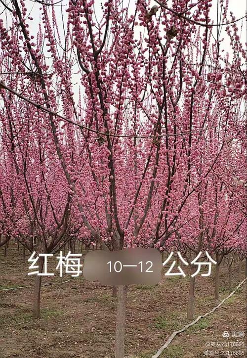 绿意盎然，商机无限——记发展中的苗木花卉种植销售与施工业务