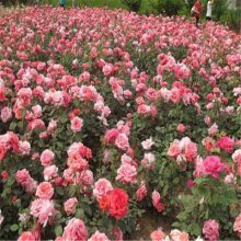 沭阳万象花木种植专业合作社 品种月季、香水月季、盆栽月季、蔷薇等苗木供应