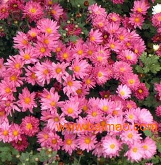 青州花卉市场 草花批发价格与花卉苗木种植销售全攻略