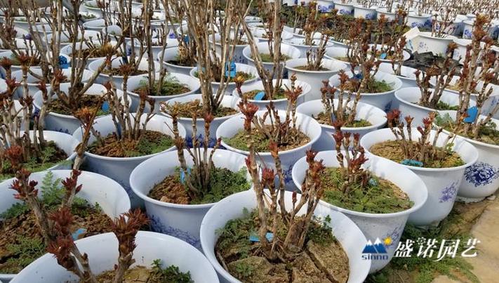 山东&middot;青州,是专业从事园艺造型,花卉苗木种植销售