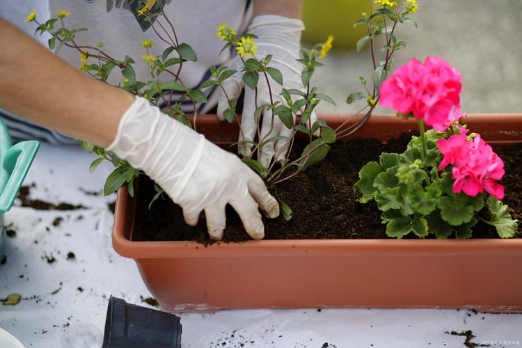 花卉苗木种植和销售,怎么选择才能够效果更好?