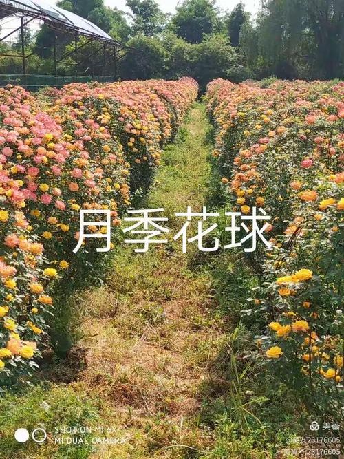 西安万茂生态农林专业合作社,现占地360余亩,主要从事苗木花卉种植